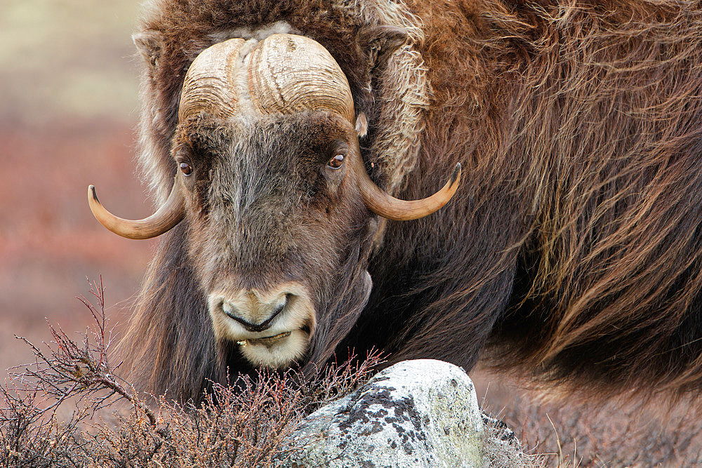 Musk ox (Ovibos moschatus) on the tundra, Dovrefjell, Norway