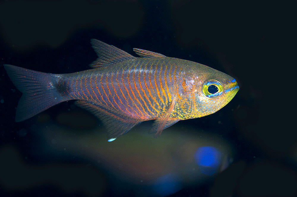 Orange-lined Cardinalfish (Taeniamia fucata), Manukuari, Raja Ampat, West Papua, Indonesia