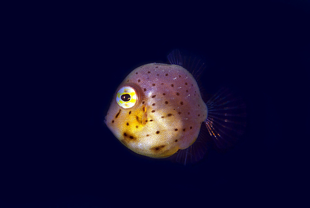 Juvenile Taylor's Inflator Filefish (Brachaluteres taylori), Jadi-Jadi dive site, Lembeh Straits, Sulawesi, Indonesia