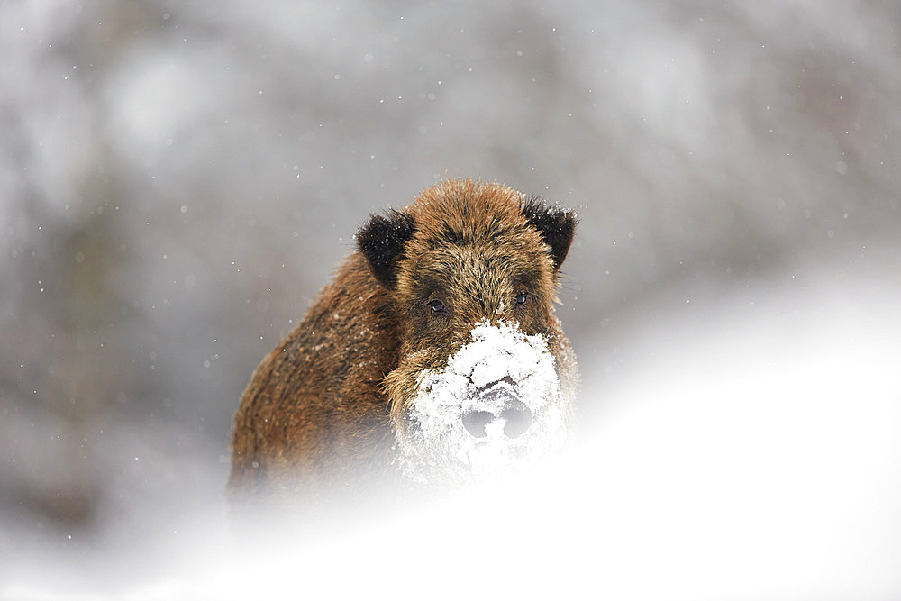 Eurasian boar (Sus scrofa) portrait of a boar with its snout covered in snow, Ardennes, Belgium