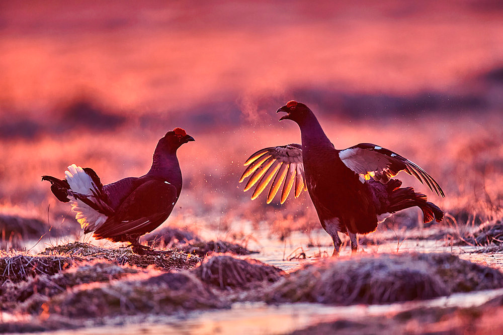 Black grouse (Lyrurus tetrix) fights at dawn in a peat bog, Finland