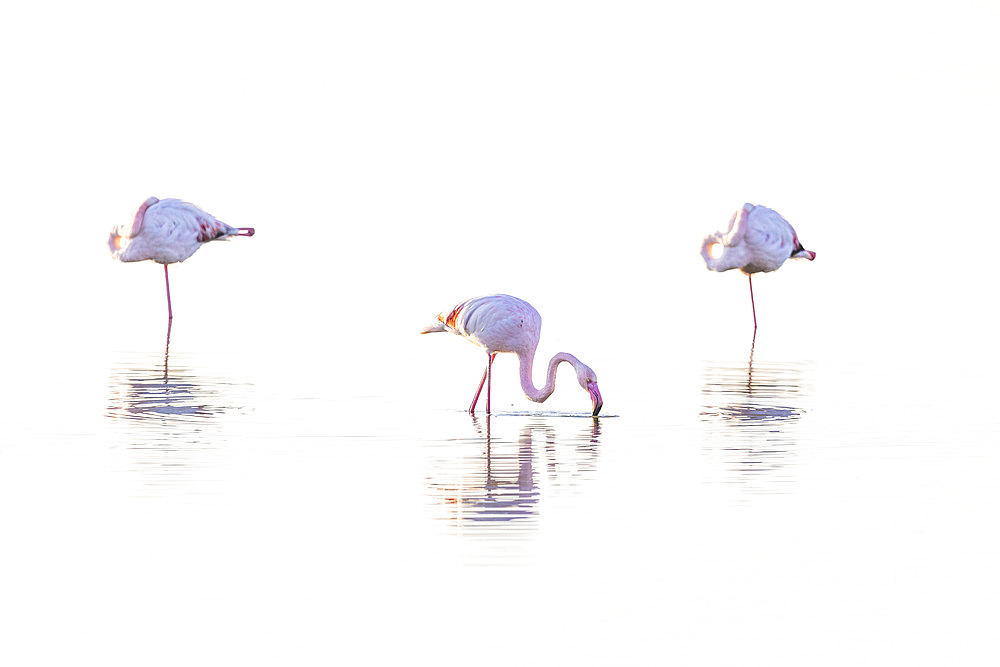 Greater Flamingos (Phoenicopterus roseus), Camargue, France