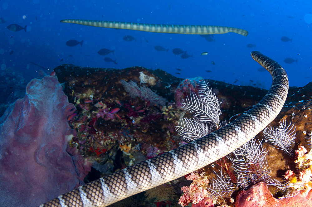 Pair of Chinese Sea Snakes (Laticauda semifasciata) swimming, Snake Ridge dive site, Gunung Api, Banda Sea, Indonesia