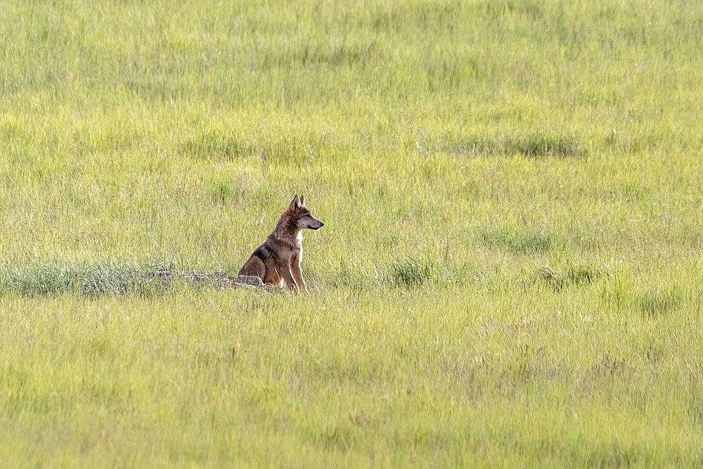 Tibetan Wolf (Canis lupus chanco) young, Tien Shan, Issyk-Kul Region, Kyrgyzstan