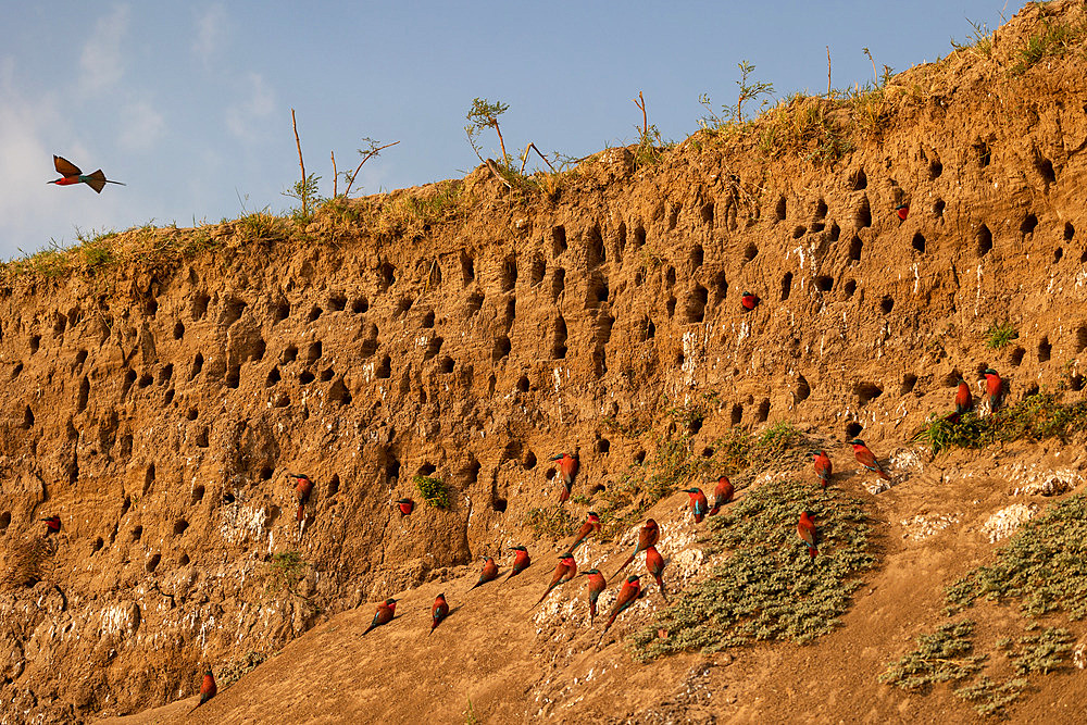 Southern Carmine Bee-eater (Merops nubicoides), on the cliff of the Luangwa river, Luangwa river, South Luangwa natioinal Park, Zambia, Africa