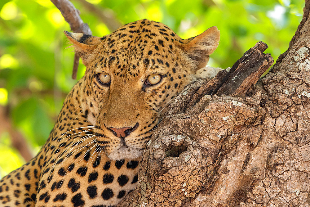 Leopard (Panthera pardus pardus), leopard resting ona branch in a tree, South Luangwa natioinal Park, Zambia, Africa