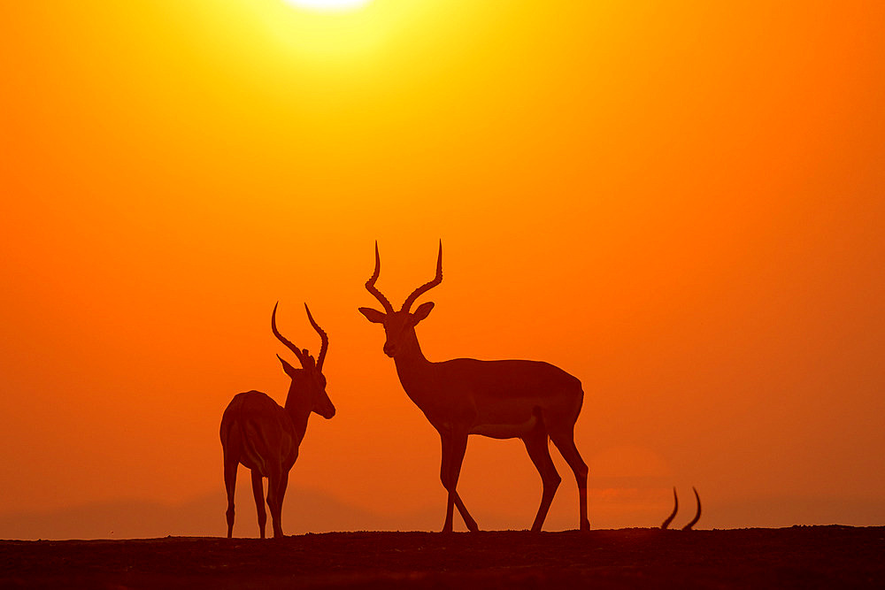 Impala (Aepyceros melampus), males at sunset, Lower Zambezi national Park, Zambia, Africa