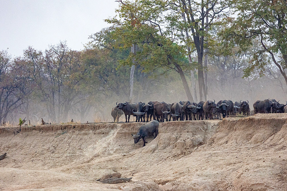 African buffalo or Cape buffalo (Syncerus caffer), Big group, a lot of females and youngs, going to drink in the Luangwa river, South Luangwa natioinal Park, Zambia, Africa