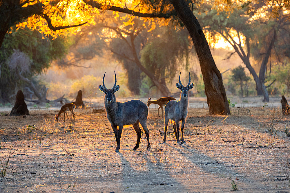 Waterbuck (Kobus ellipsiprymnus), eat fruits of Winter Thorn (Faidherbia albida), at sunrise, Lower Zambezi national Park, Zambia, Africa