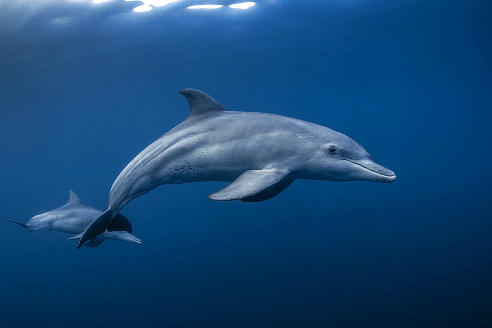 Indian Ocean bottlenose dolphin (Tursiops aduncus) pair swimming in the blue waters of the Mayotte lagoon.