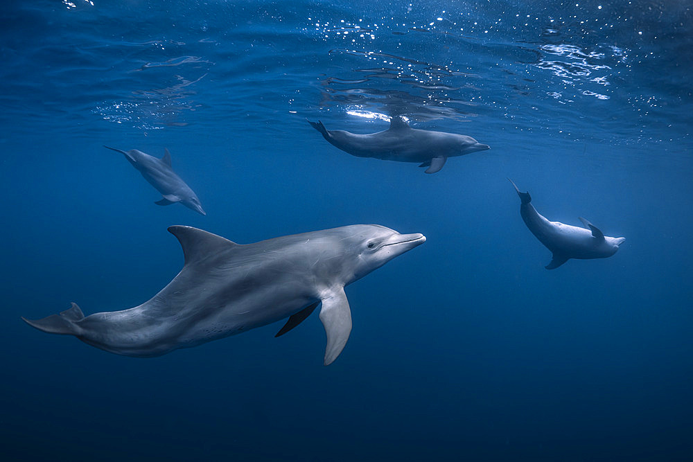 Indian Ocean bottlenose dolphin (Tursiops aduncus) group swimming in the blue waters of the Mayotte lagoon.