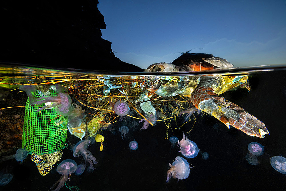 Loggerhead sea turtle (Caretta caretta) and jellyfishes in floating wastes, Procida Island, Tyrrhenian Sea, Mediterranean Sea