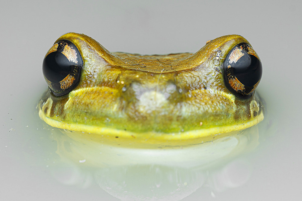 Mission Golden-eyed Treefrog (Trachycephalus resinifictrix) Kunawalu treefrog in a pond, Regina, French Guiana