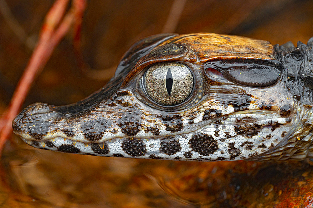 Schneider's Smooth-fronted Caiman (Paleosuchus trigonatus) portrait, French Guiana