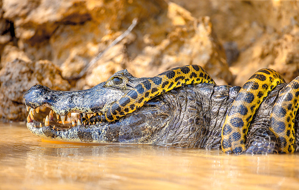 Cayman (Caiman crocodylus yacare) vs Anaconda (Eunectes murinus). Cayman caught an anaconda. Anaconda strangles the caiman. Brazil. Pantanal. Porto Jofre. Mato Grosso. Cuiaba River.