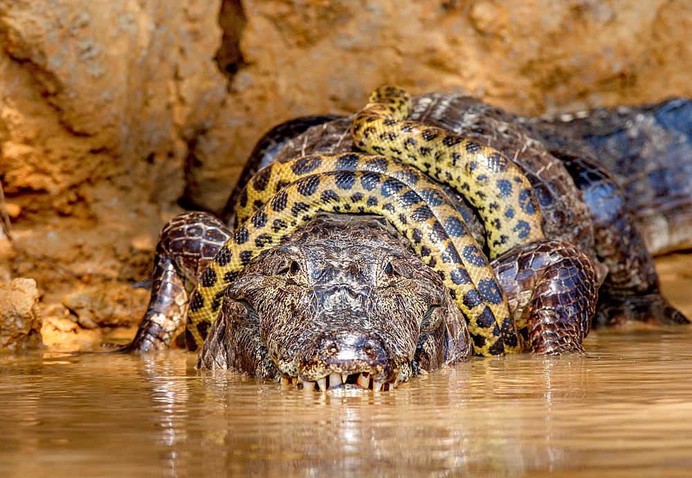 Cayman (Caiman crocodylus yacare) vs Anaconda (Eunectes murinus). Cayman caught an anaconda. Anaconda strangles the caiman. Brazil. Pantanal. Porto Jofre. Mato Grosso. Cuiaba River.