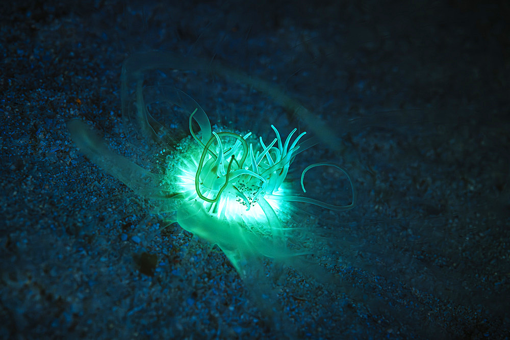 Fluorescent Tube Anemone (Cerianthidae sp) hunting at night on the sand of the S pass. Mayotte