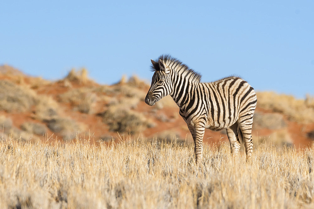 Burchell's plains zebra (Equus quagga burchelli), Namib Rand Family Hideout, Namib Desert Reserve, Namibia