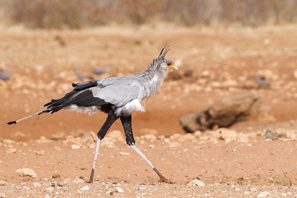 Secretarybird (Sagittarius serpentarius) walking, Etosha National Park, Namibia