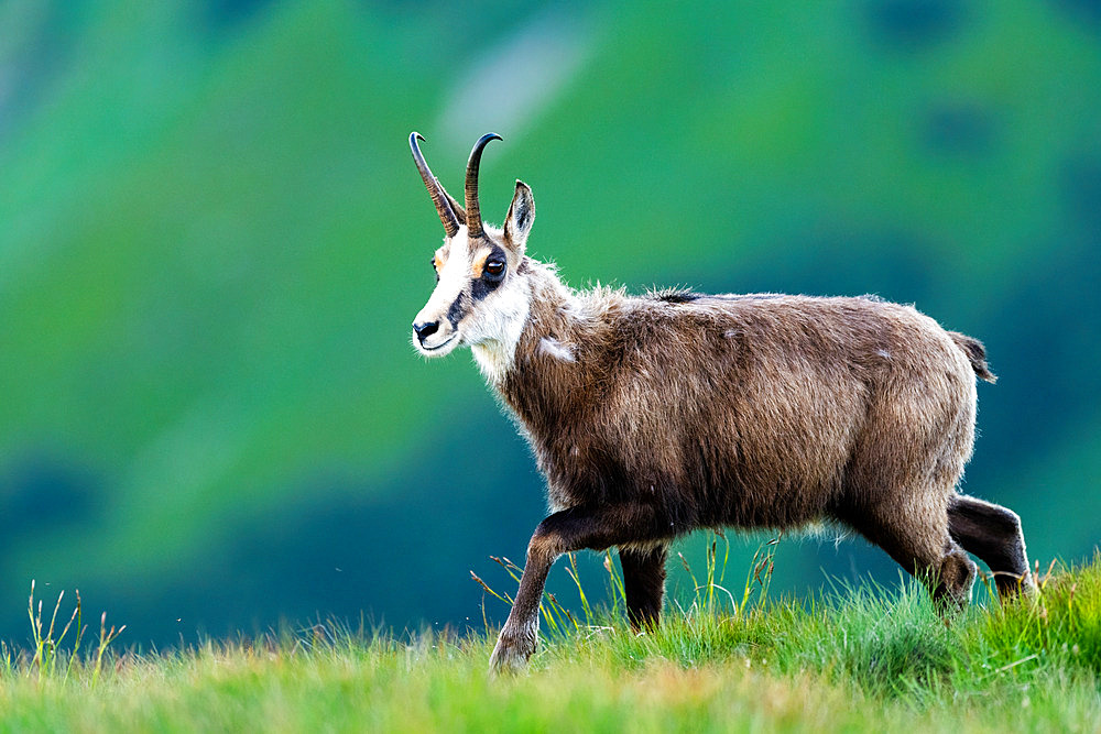 Chamois (Rupicapra rupicapra) walks on the mountain in the grass. High Tatras, Slovakia