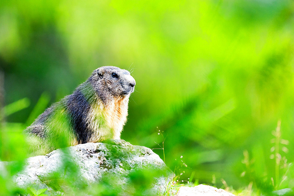 Alpine Marmot (Marmota marmota) standing on the rock on the mountain, Alpes, Austria