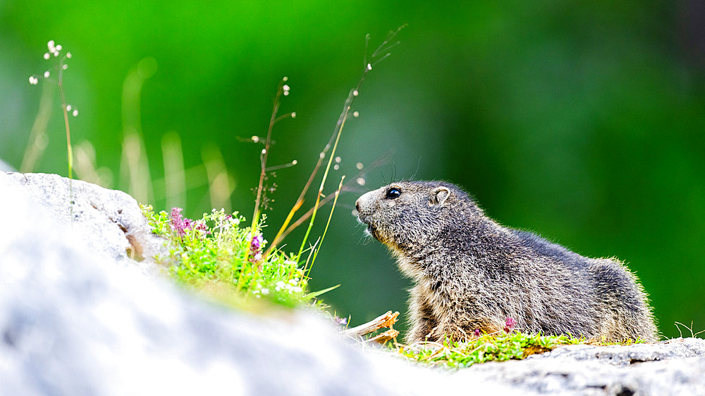 Alpine Marmot (Marmota marmota) young standing on the rock on the mountain, Alpes, Austria