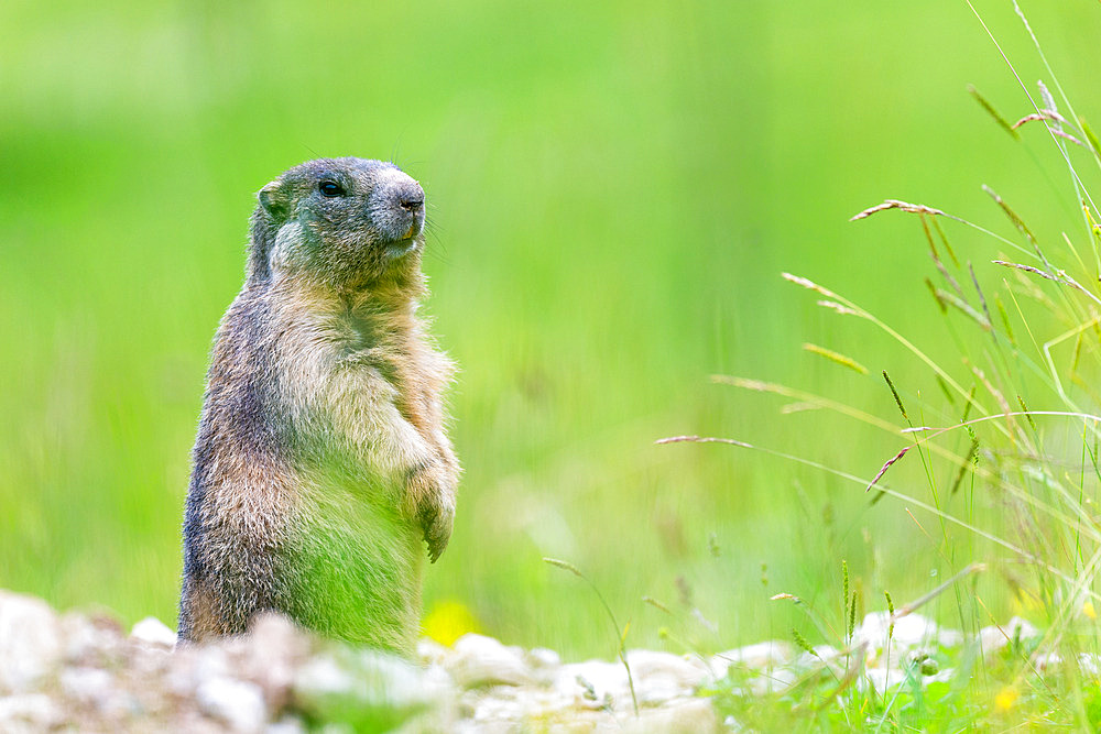 Alpine Marmot (Marmota marmota) standing on the grass on the mountain, Alps, Austria