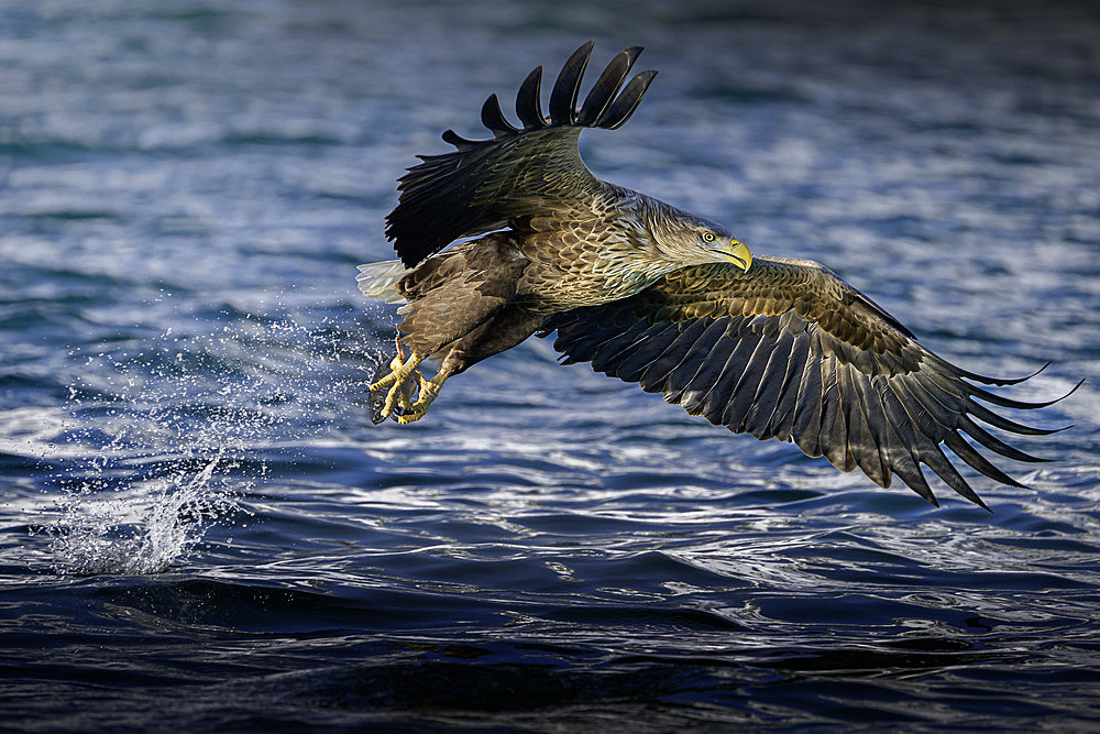 White-tailed eagle (Haliaeetus albicilla) catching a fish