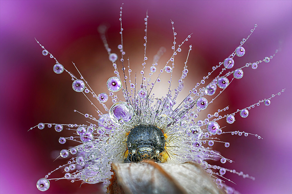 Caterpillar with long dew-covered hairs