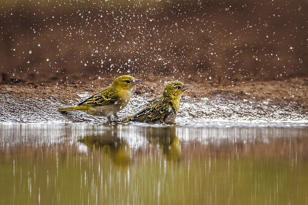 Two Red headed weaver (Anaplectes rubriceps) in Kruger National park, South Africa