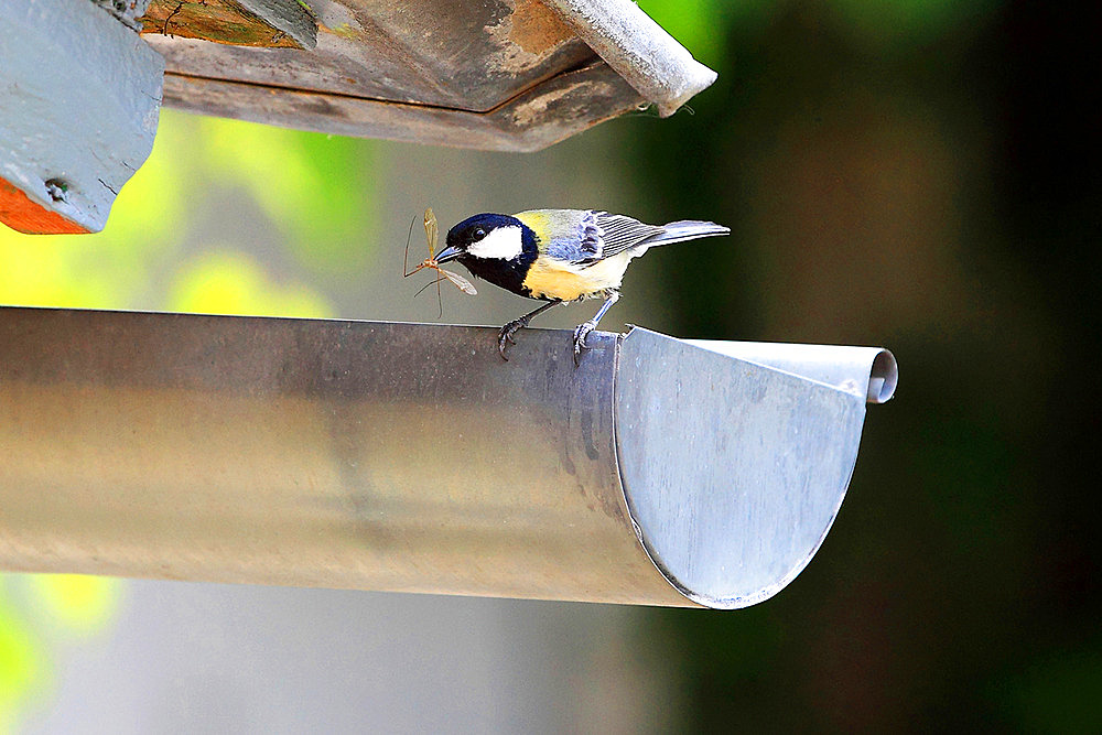 Great tit (Parus major) feeding on a dyke, France