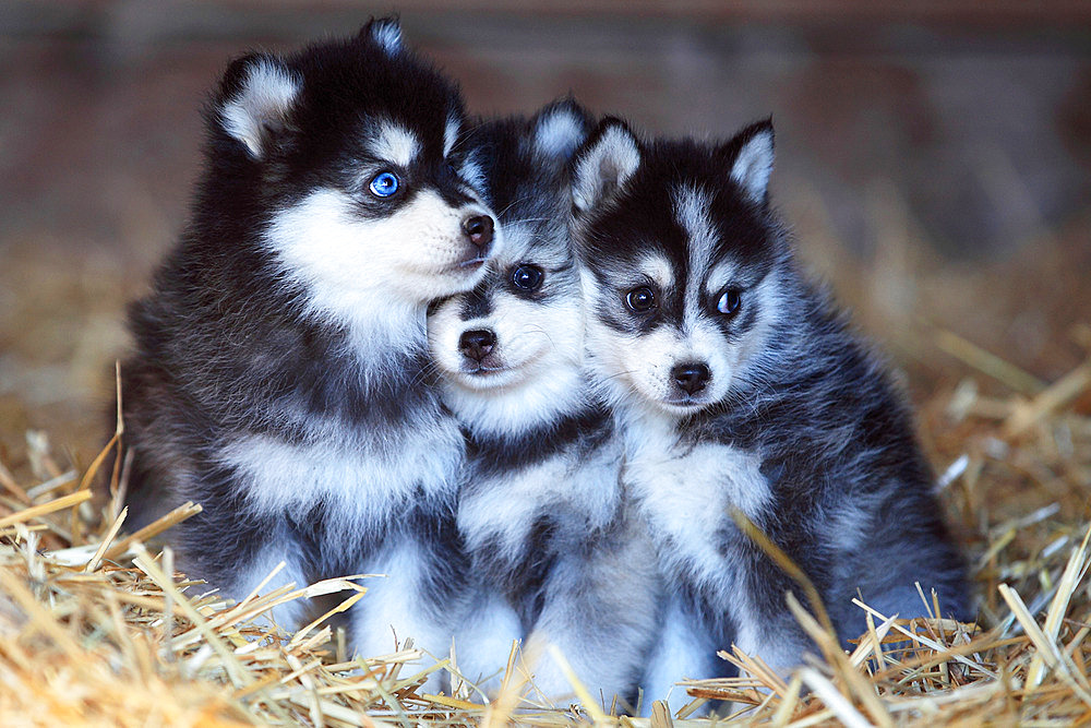 Pomsky puppies sitting in straw