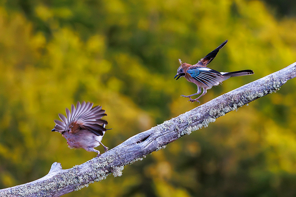 Eurasian Jay (Garrulus glandarius) ona branch, Boca del Huergano, Province of Leon, Castilla y Leon, Spain