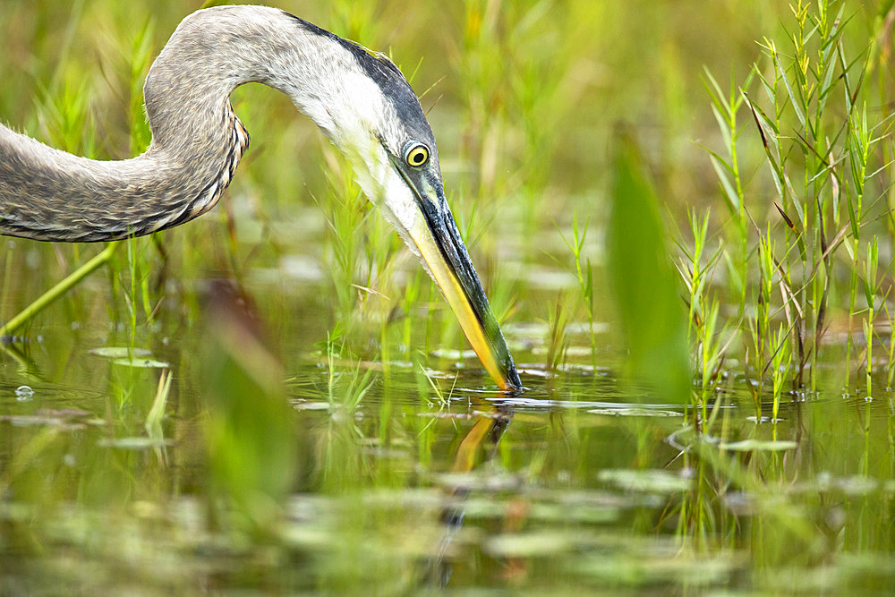 Great blue heron (Ardea herodias) hunting in a marsh covered with aquatic vegetation. La Mauricie National Park. Province of Quebec. Canada