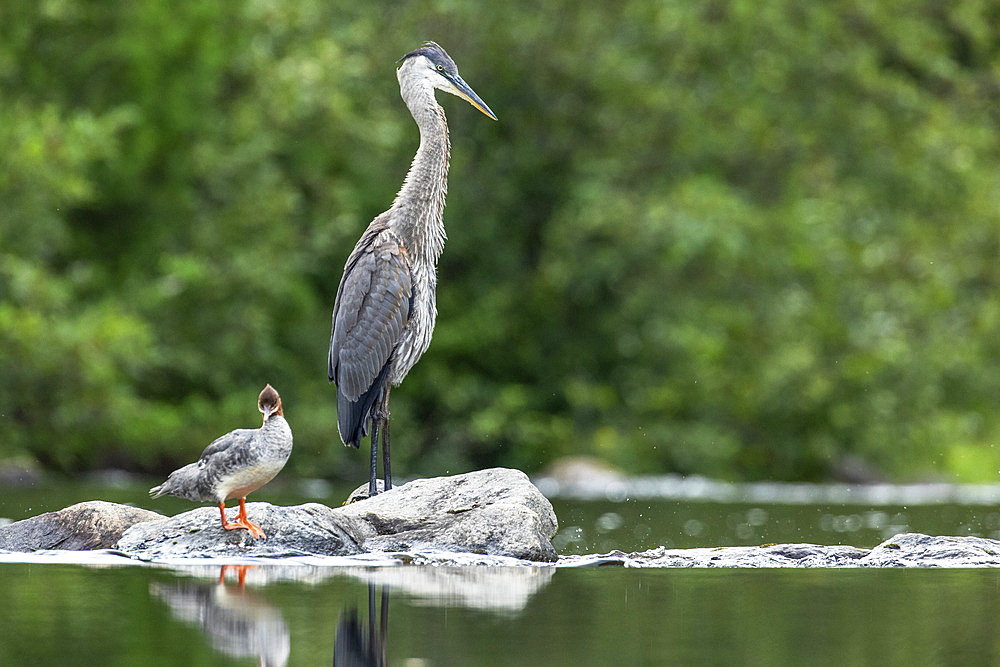 Great blue heron (Ardea herodias) and common merganser (Mergus merganser) female standing on a rock, La Mauricie National Park. Province of Quebec. Canada