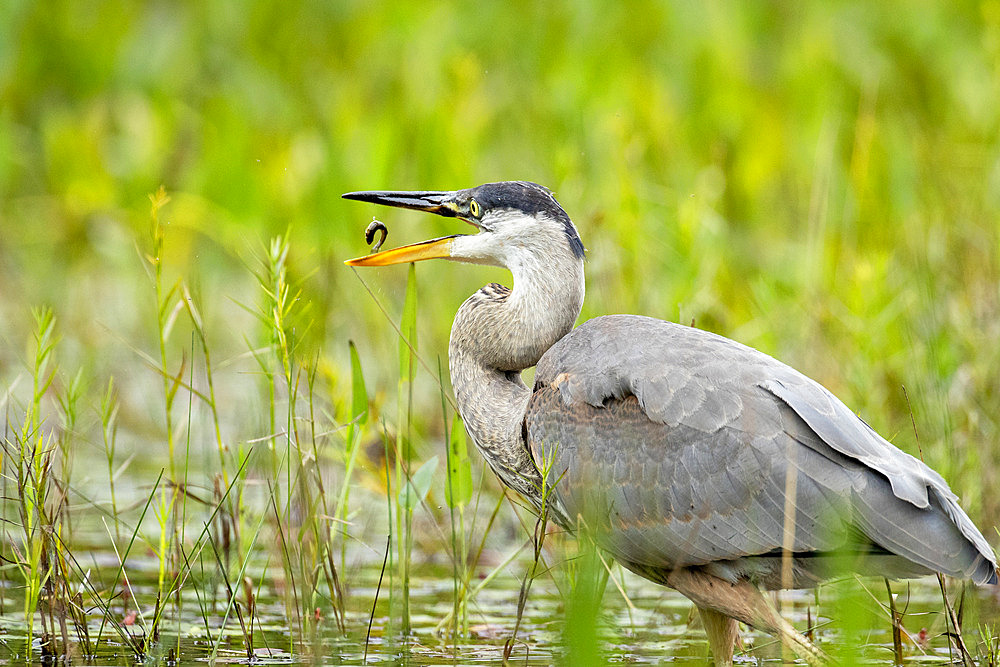 Great blue heron (Ardea herodias) swallowing a fish. La Mauricie National Park. Province of Quebec. Canada