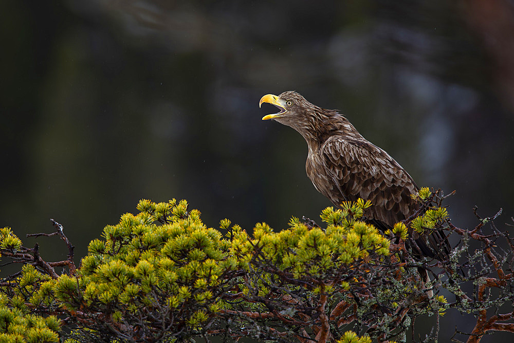 White-tailed eagle (Haliaeetus albicilla) on a pine tree, Flatanger, Norwegian Sea, Norway