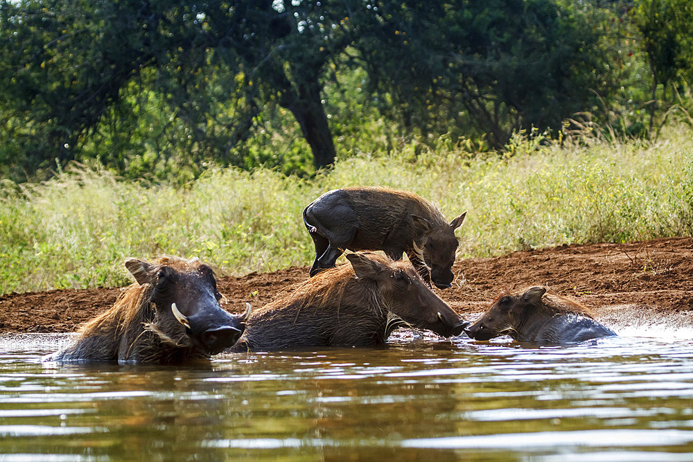 Common warthog (Phacochoerus africanus) in Kruger National park, South Africa