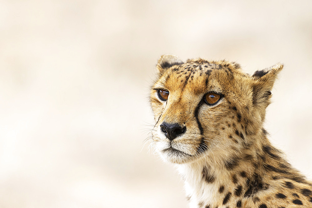 Cheetah (Acinonyx jubatus). Female. Kalahari Desert, Kgalagadi Transfrontier Park, South Africa.