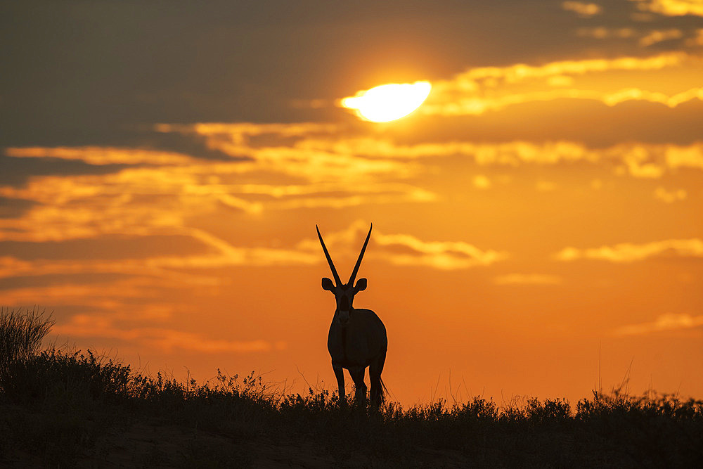 Gemsbok (Oryx gazella). At sunrise on a grass-grown sand dune. Kalahari Desert, Kgalagadi Transfrontier Park, South Africa.