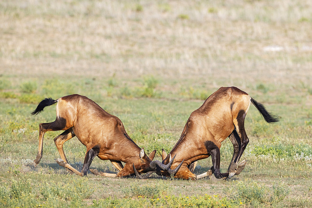 Red Hartebeest (Alcelaphus buselaphus caama). Fighting bulls. Kalahari Desert, Kgalagadi Transfrontier Park, South Africa.