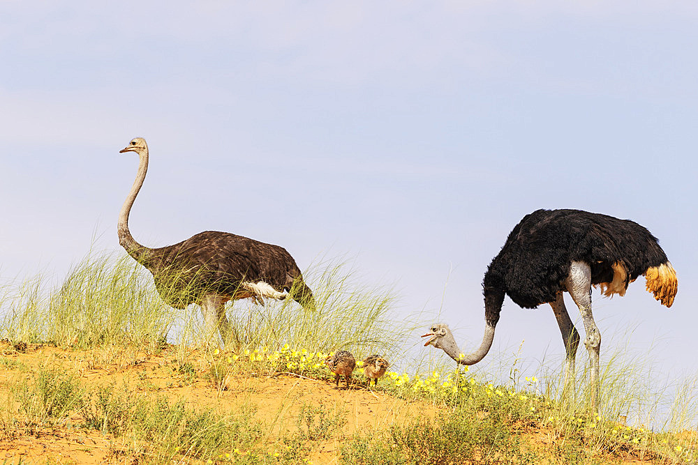 Ostrich (Struthio camelus). Male on the right and female with two chicks on the ridge of a grass-grown sand dune. Feeding on yellow Devil's Thorn (Tribulus zeyheri) flowers. Kalahari Desert, Kgalagadi Transfrontier Park, South Africa.