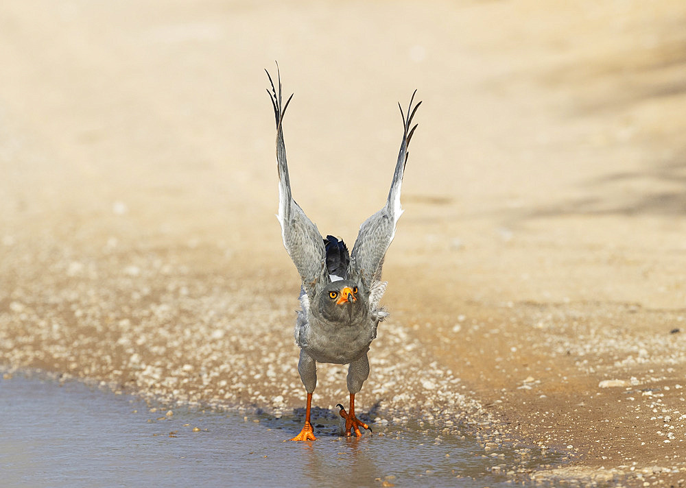 Pale-chanting Goshawk (Melierax canorus). Flying off a rainwater pool at a gravel road. Kalahari Desert, Kgalagadi Transfrontier Park, South Africa.