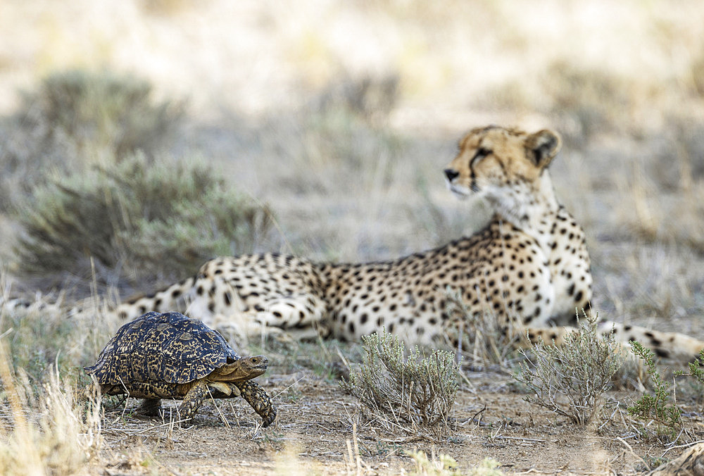 Leopard Tortoise (Stigmochelys pardalis). Frightened and quickly rushing past a resting female cheetah (Acinonyx jubatus) which does not show any interest at all in the little chelonian. Kalahari Desert, Kgalagadi Transfrontier Park, South Africa.