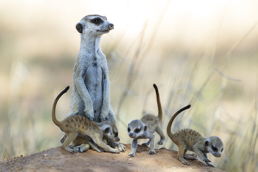 Suricate (Suricata suricatta). Also called Meerkat. Female with three playful young at their burrow. On the lookout. Kalahari Desert, Kgalagadi Transfrontier Park, South Africa.