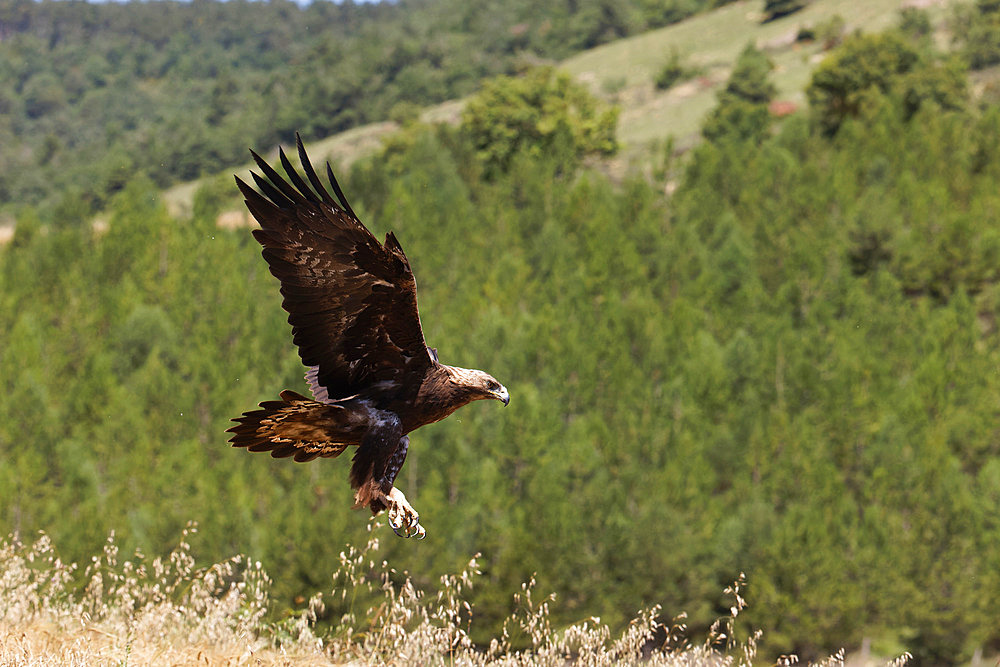 Golden eagle (Aquila chrysaetos) in flight over a low mountain pasture.