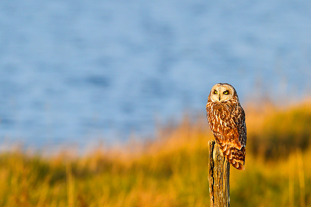 Short-eared owl (Asio flammeus) on a stake, Baie de l'Aiguillon, Poitou Charente, France