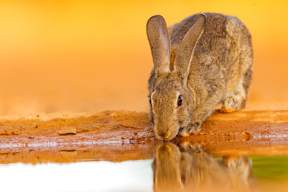 European rabbit (Oryctolagus cuniculus) or coney (Oryctolagus cuniculus), drinking from a waterhole, private property, Province of Castilla-La Mancha, Spain, Europe