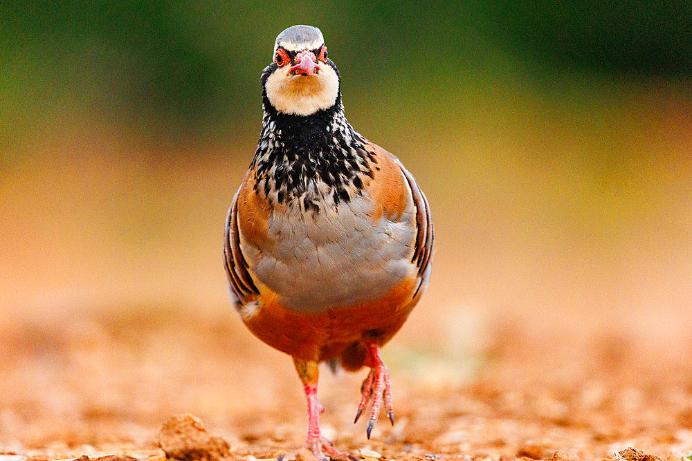 Red Partridge (Alectoris rufa), on the ground, Penalajo, Castilla - La Mancha, Spain, Europe