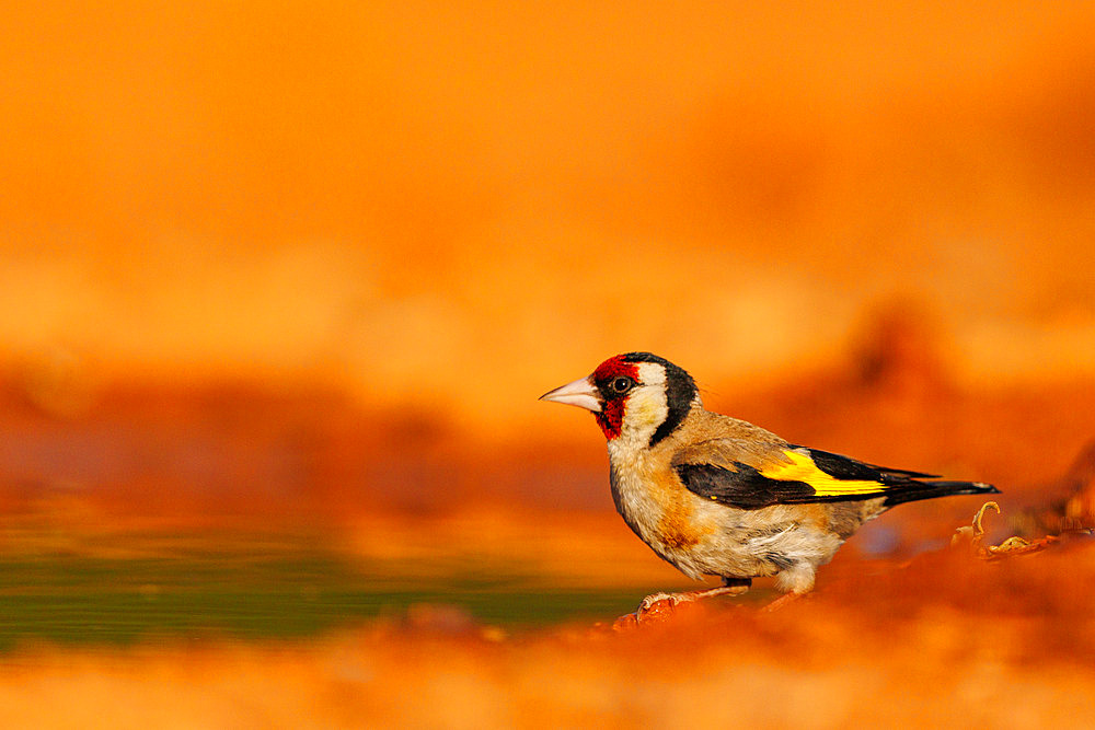 European goldfinch (Carduelis carduelis), on the ground, drinks from a water hole, private property, Province of Castile-La Mancha, Spain, Europe